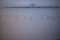 Flamingos at bay in Walvis Bay, Namibia