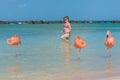 Flamingos beach. Aruba Royalty Free Stock Photo