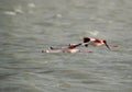 Greater Flamingos flying at Aker creek, Bahrain Royalty Free Stock Photo