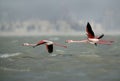 Greater Flamingos flying at Aker creek, Bahrain Royalty Free Stock Photo