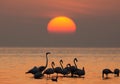 Greater Flamingos and the morning sun