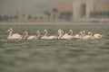 Greater Flamingos moving in a line, Aker creek, Bahrain