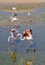 Flamingos with beautiful open colorful wings