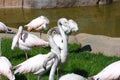 flamingos Royalty Free Stock Photo