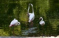 Flamingos at Bioparco