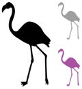 Flamingos - bird silhouette