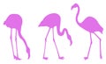 Flamingos - bird silhouette