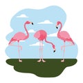 Flamingos bird standing