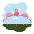 Flamingos bird standing