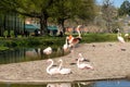 Flamingos Birds in Wilhelma zoo natural park in the city of Stuttgart, Germany Royalty Free Stock Photo