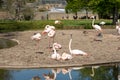 Flamingos Birds in Wilhelma zoo natural park in the city of Stuttgart, Germany Royalty Free Stock Photo