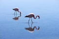 Flamingos in blue salty lagoon Royalty Free Stock Photo