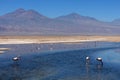 Flamingos in blue salty lagoon Royalty Free Stock Photo