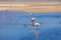 Flamingos in blue salty lagoon Royalty Free Stock Photo