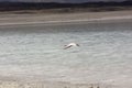 Flamingos in Bolivia. Stunning Bolivian lake and Mountain views. Royalty Free Stock Photo