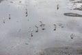 Flamingos in Bolivia. Stunning Bolivian lake and Mountain views. Royalty Free Stock Photo