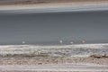 Flamingos in Bolivia. Stunning Bolivian lake and Mountain views. Royalty Free Stock Photo