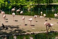 Flamingos with bright colors live in flocks near the pond. The plumage is pink and orange. Keeping individuals with long