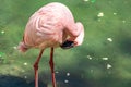 Flamingos with bright colors live in flocks near the pond. The plumage is pink and orange. Keeping individuals with long