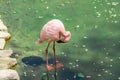 Flamingos with bright colors live in flocks near the pond. The plumage is pink and orange. Keeping individuals with long