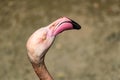 Flamingos with bright colors live in flocks near the pond. The plumage is pink and orange. Keeping individuals with long