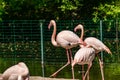 Flamingos with bright colors live in flocks near the pond. The plumage is pink and orange. Keeping individuals with long