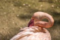 Flamingos with bright colors live in flocks near the pond. The plumage is pink and orange. Keeping individuals with long