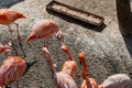 Flamingos with bright colors live in flocks near the pond. The plumage is pink and orange