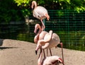 Flamingos with bright colors live in flocks near the pond. The plumage is pink and orange. Keeping individuals with long