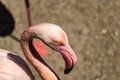 Flamingos with bright colors live in flocks near the pond. The plumage is pink and orange. Keeping individuals with long