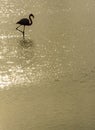 Flamingos , Camargue, France Royalty Free Stock Photo