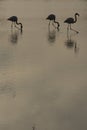 Flamingos , Camargue , France Royalty Free Stock Photo