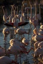 Flamingos , Camargue, France Royalty Free Stock Photo