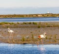 flamingos, Camargue, Provence, France Royalty Free Stock Photo