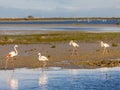 flamingos, Camargue, Provence, France Royalty Free Stock Photo