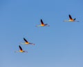 flamingos, Camargue, Provence, France Royalty Free Stock Photo