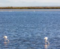 flamingos, Camargue, Provence, France Royalty Free Stock Photo