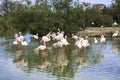 Flamingos in the Camargue, Provence, France Royalty Free Stock Photo