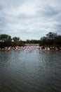 Flamingos in Camargues