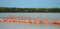 Flamingos in Celestun