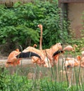 Spread the wings-Flamingo at the side of the pond-Phoenicopteridae