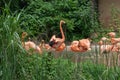 Grace-Flamingo at the side of the pond-Phoenicopteridae