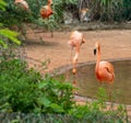 Curved neck-Flamingo at the side of the pond-Phoenicopteridae