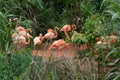 Flamingo at the side of the pond-Phoenicopteridae