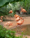 Tribe-Flamingo at the side of the pond-Phoenicopteridae