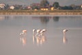 Flamingos at cervia saltworks