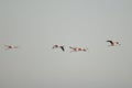 Flamingos at cervia saltworks