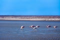 Flamingos at Chaxa lagoon Royalty Free Stock Photo