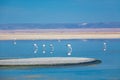 Flamingos in Chaxa lagoon salt lake, Atacama desert in Chile, South America Royalty Free Stock Photo