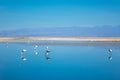Flamingos in Chaxa lagoon salt lake, Atacama desert in Chile, South America Royalty Free Stock Photo